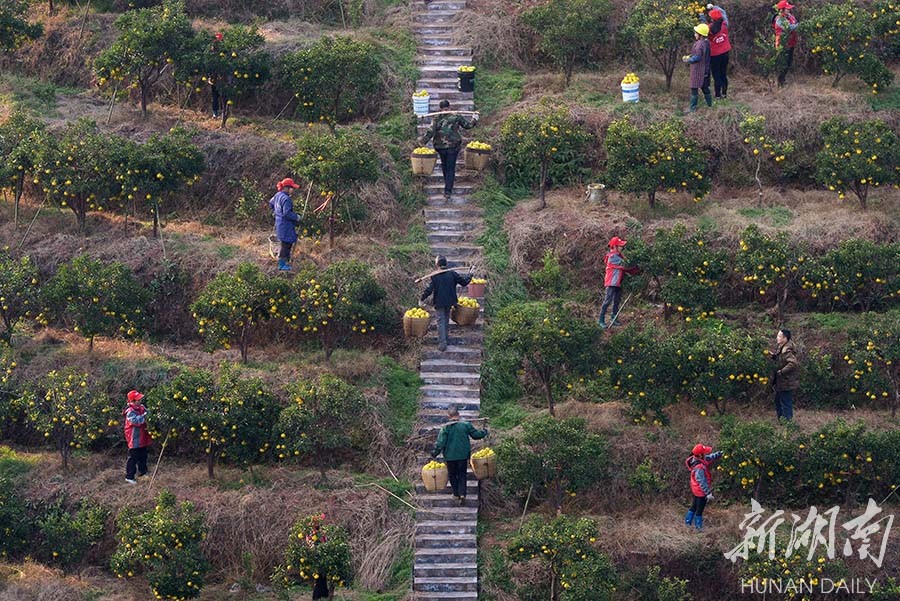 洪江10万公斤"黄金贡柚"销售一空