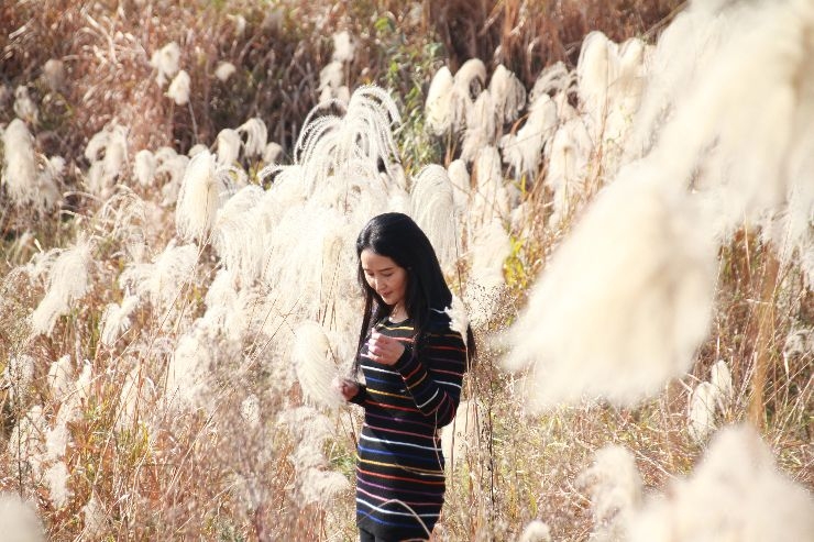 2017年12月21日,常德市沅江风光带,芦花深处丽人醉.许厚明 摄