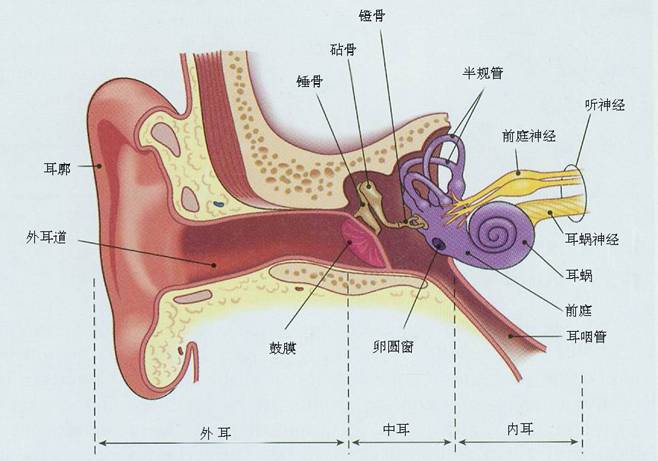同样是耳鸣:一个是突聋,一个却是听神经瘤! - 新闻 - 华声新闻 - 华声在线