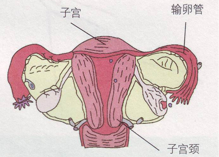 当妊娠遇上宫颈病变 该咋整