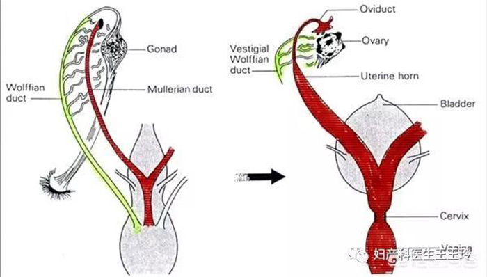 单角子宫会影响孩子发育吗