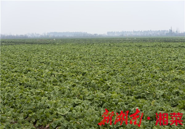 华容，风景“芥”边独好