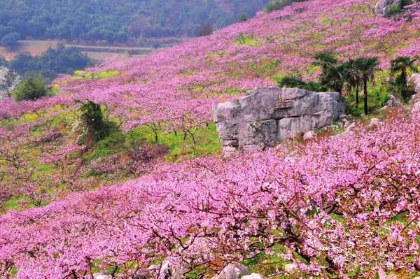 嗨遊懷化丨醉美湖南賞花地出爐