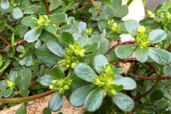 春食野菜正当时