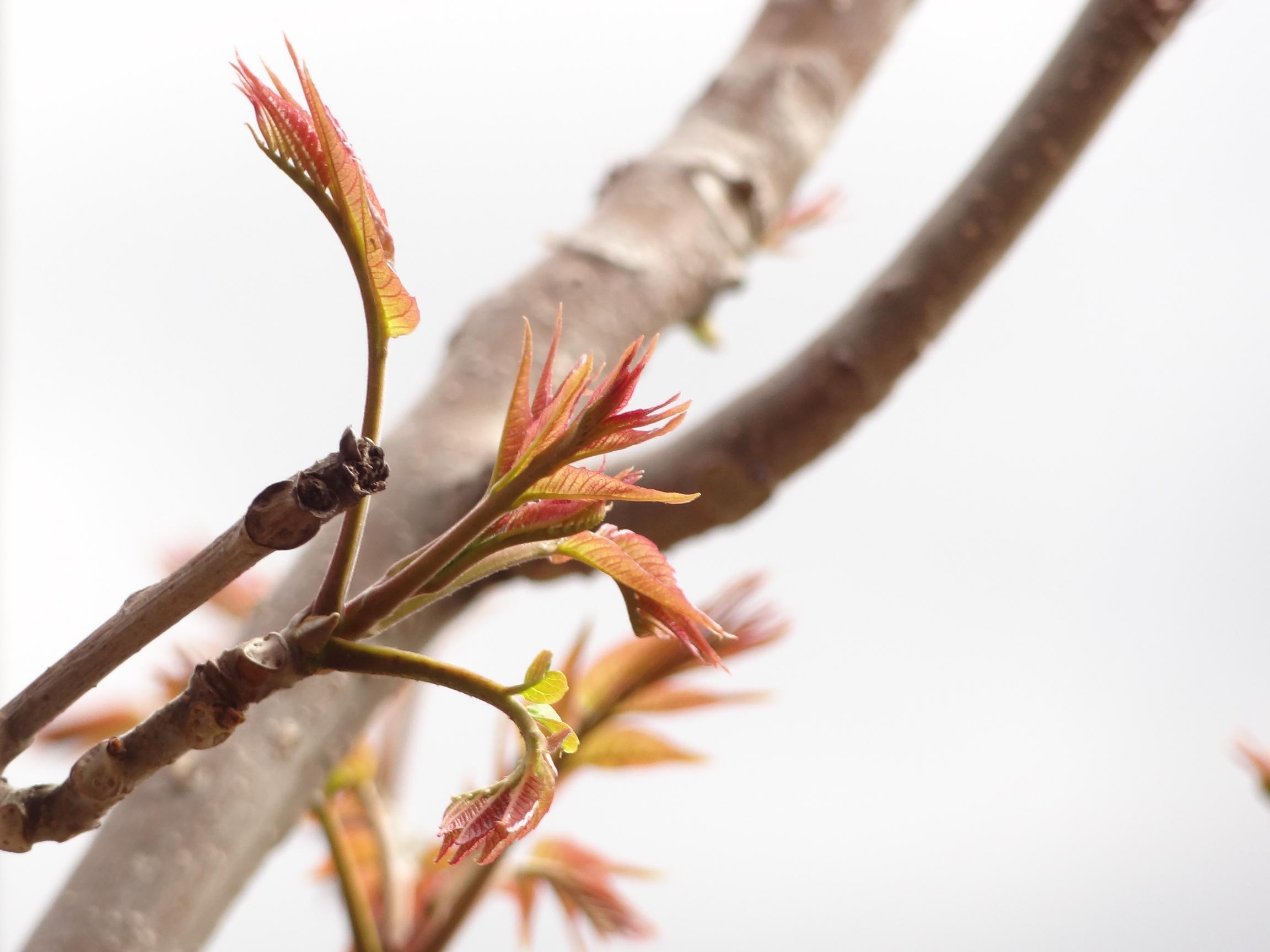 香椿含有维e和性激素物质,有抗衰老和补阳滋阴的作用,故有"助孕素"的