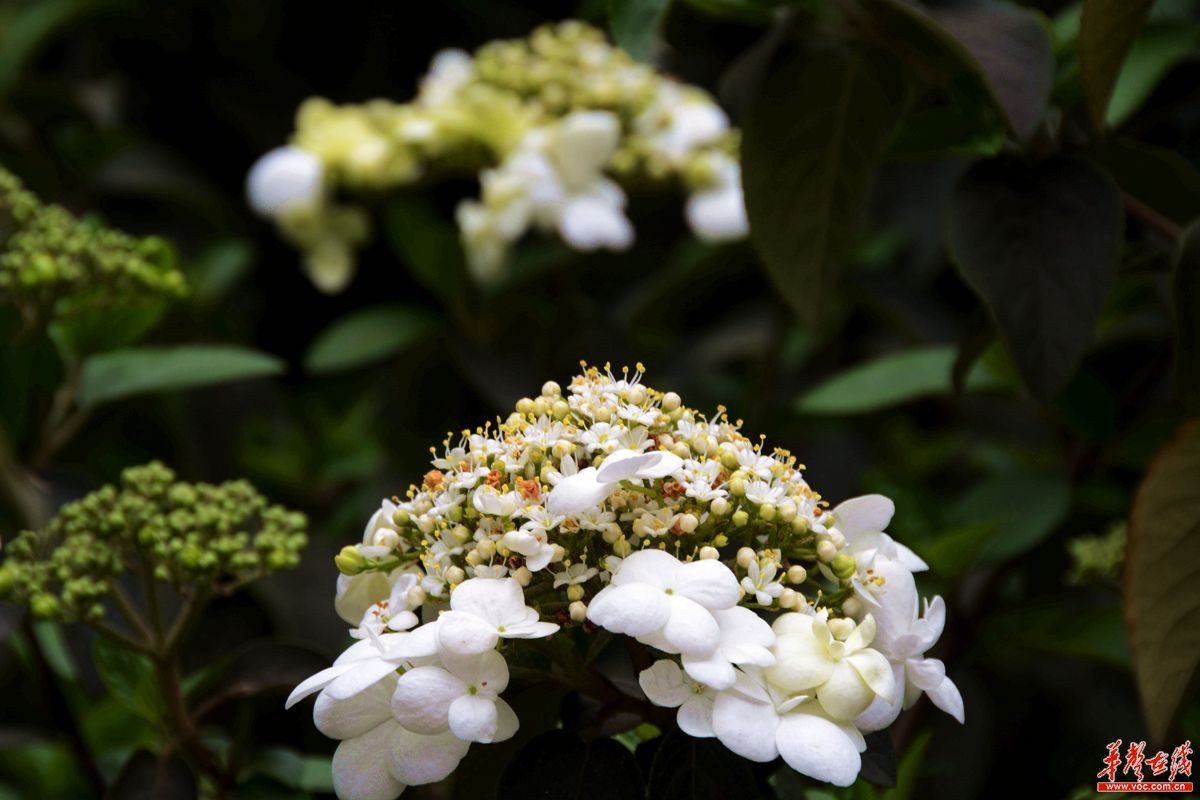 花期正当时 快来长沙紫凤公园看琼花