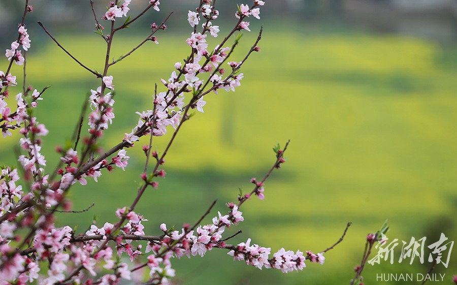 春濃三月花