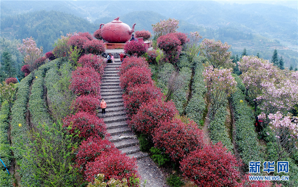 桂东县万亩茶叶观光园成全域旅游景点