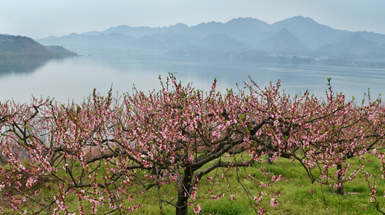 清江湖畔 桃花盛开