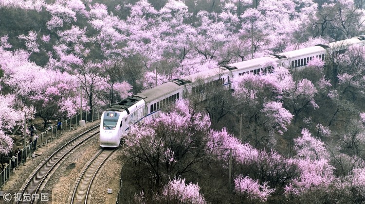 长城脚下：花海与列车在春天里相遇