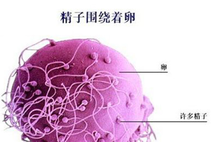 无精症就不能有自己的亲生孩子了