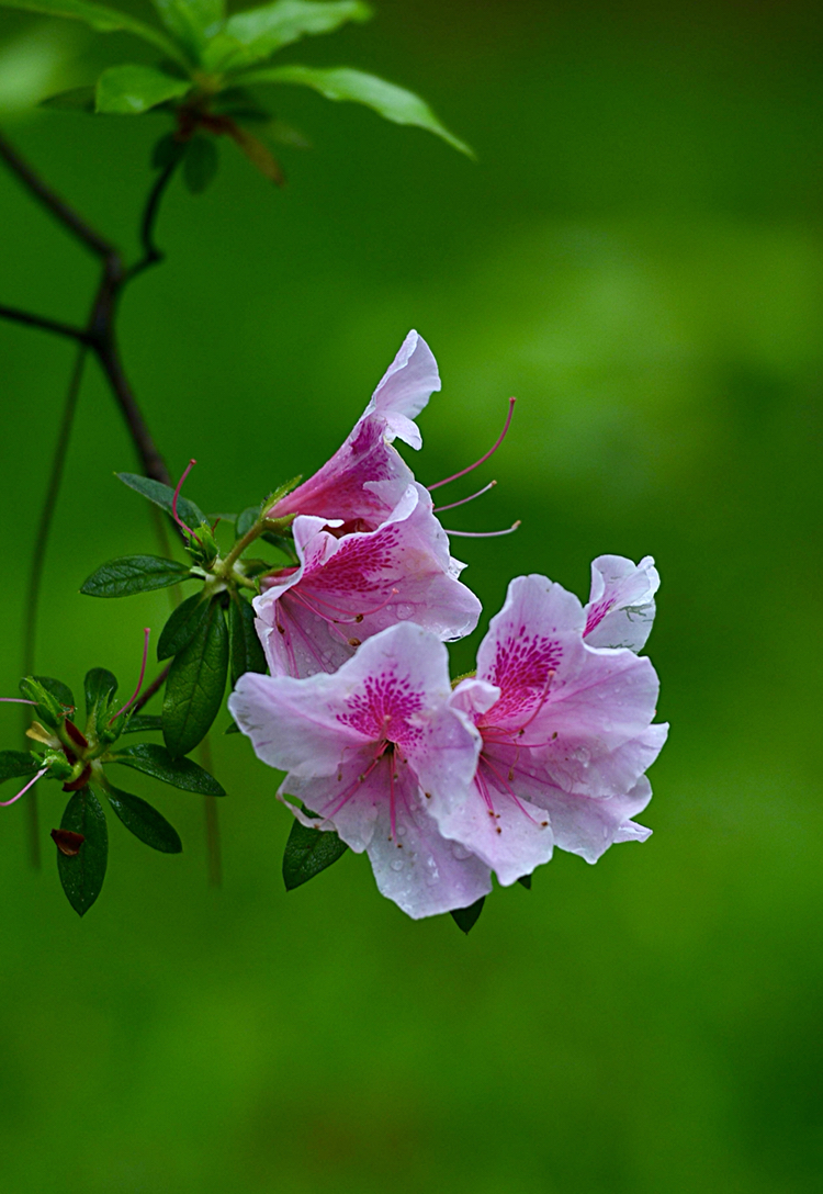 雨中鹃花