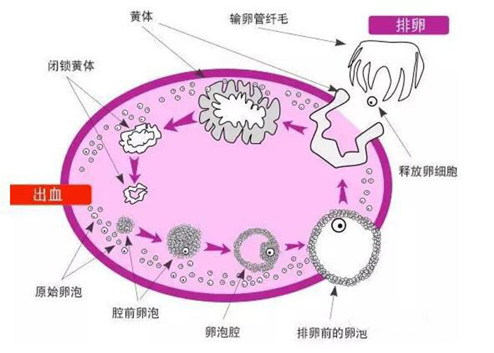 动不动黄体破裂还能愉快地运动吗