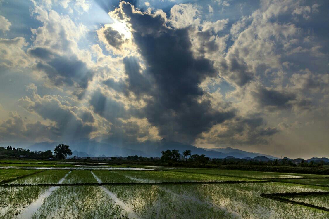 禾苗茁壮向太阳