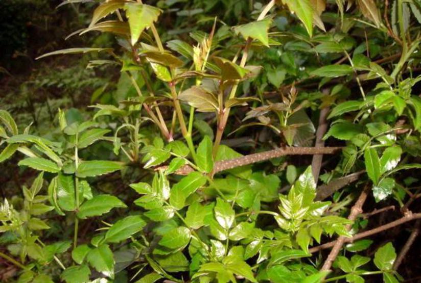 距今已有6000余年历史,我国最早的《诗经总集》称古茶勾藤