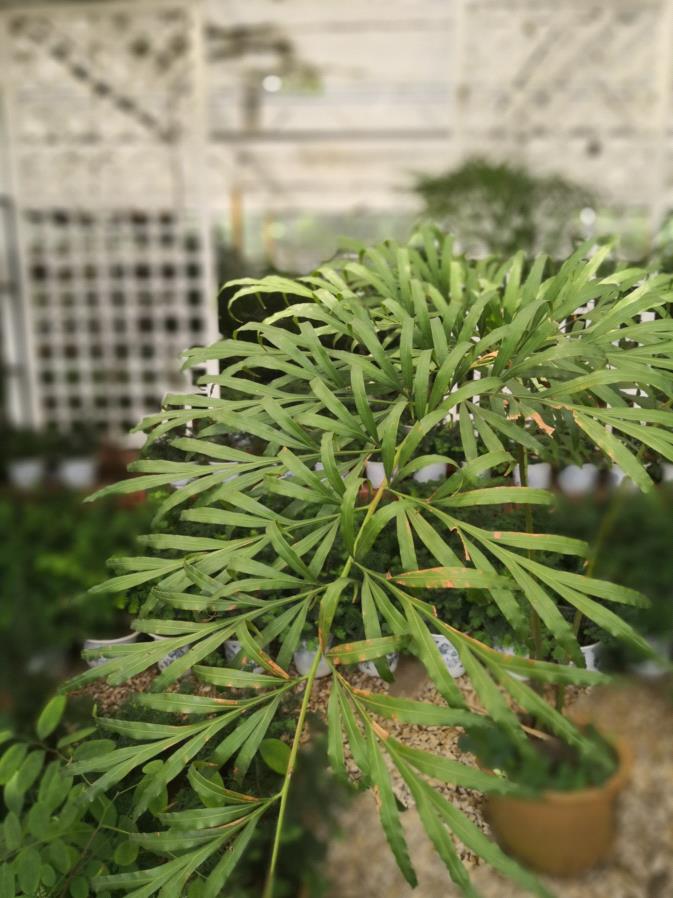 全球野外数量一度不足1000株的德保苏铁亮相省植物园