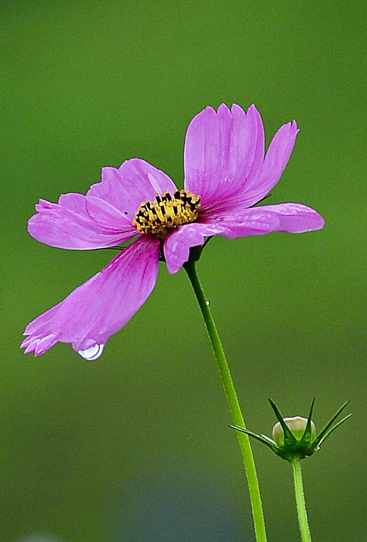 掛著水珠的格桑花