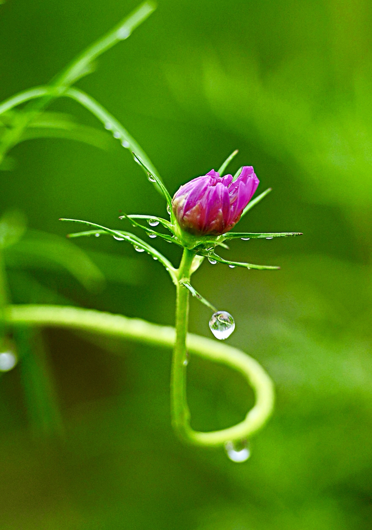 掛著水珠的格桑花