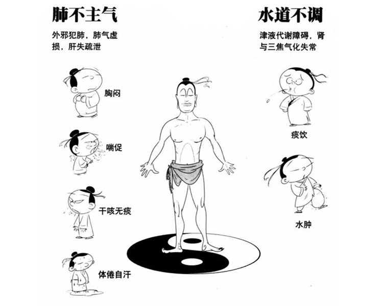 心主血脉是指全身的血液都靠心气的推动运行全身,无处不到,环周不休