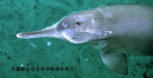 淇淇:岳阳人心头永远的疤