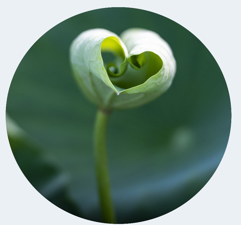 7月5日,道县爱莲小镇,荷塘中的一片荷叶卷成了爱心的形状.蒋克青 摄