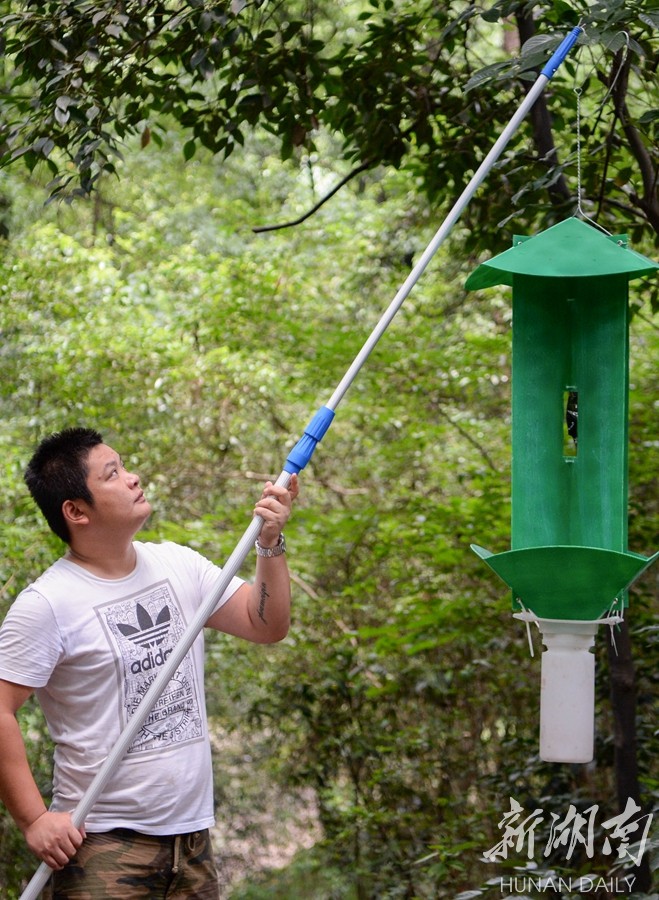 7月9日,长沙市岳麓山风景区,工作人员在悬挂天牛诱捕器.