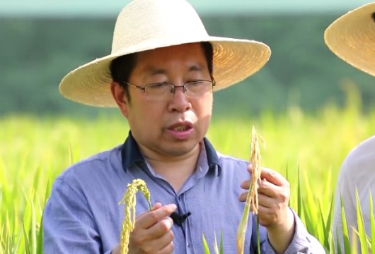 中国面壁者之水陆稻专家余迪求