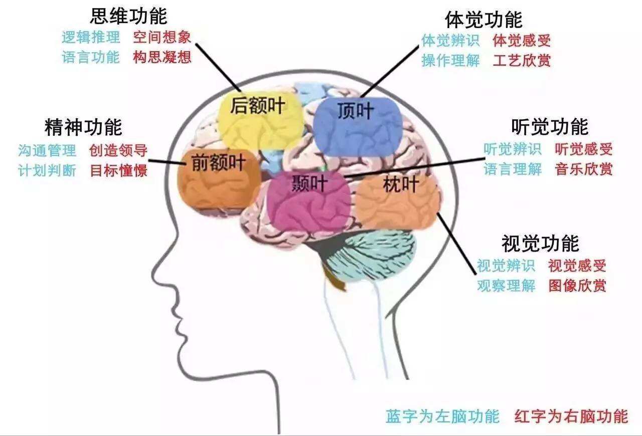 為何總感覺腦子不夠用六種方法延緩大腦衰老