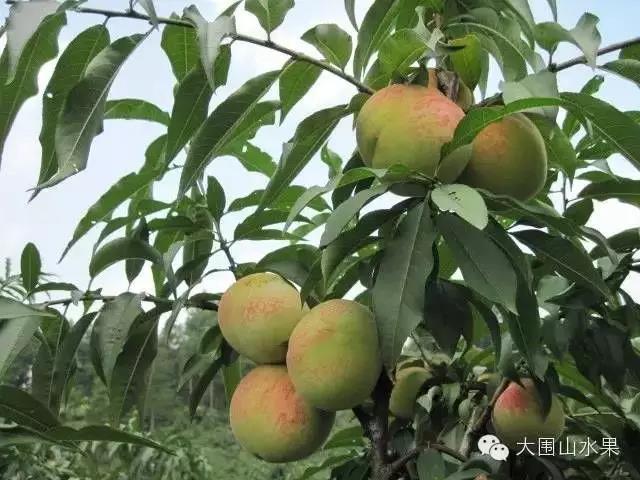七月至 果正香 大围山镇水果给你"甜蜜暴击"