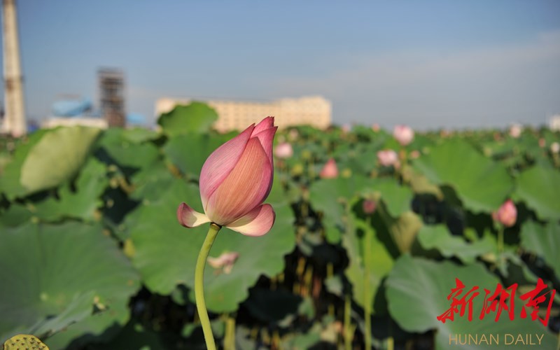 安乡第二届荷花节开幕 万亩荷花争妍斗奇