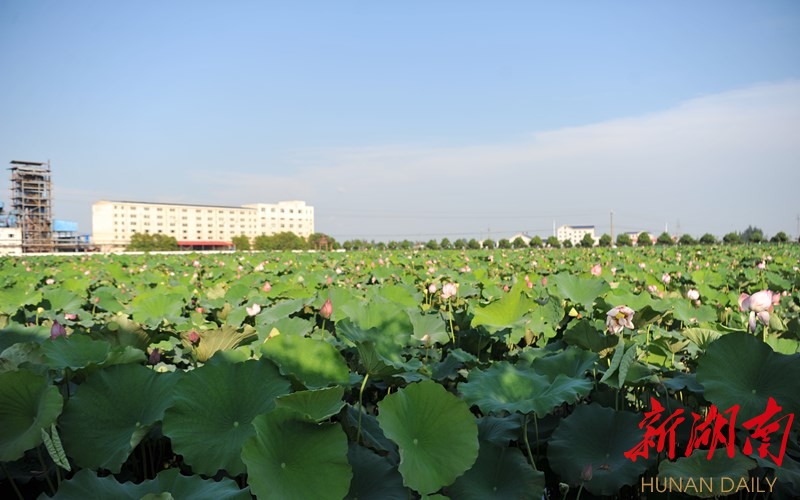 安乡第二届荷花节开幕 万亩荷花争妍斗奇