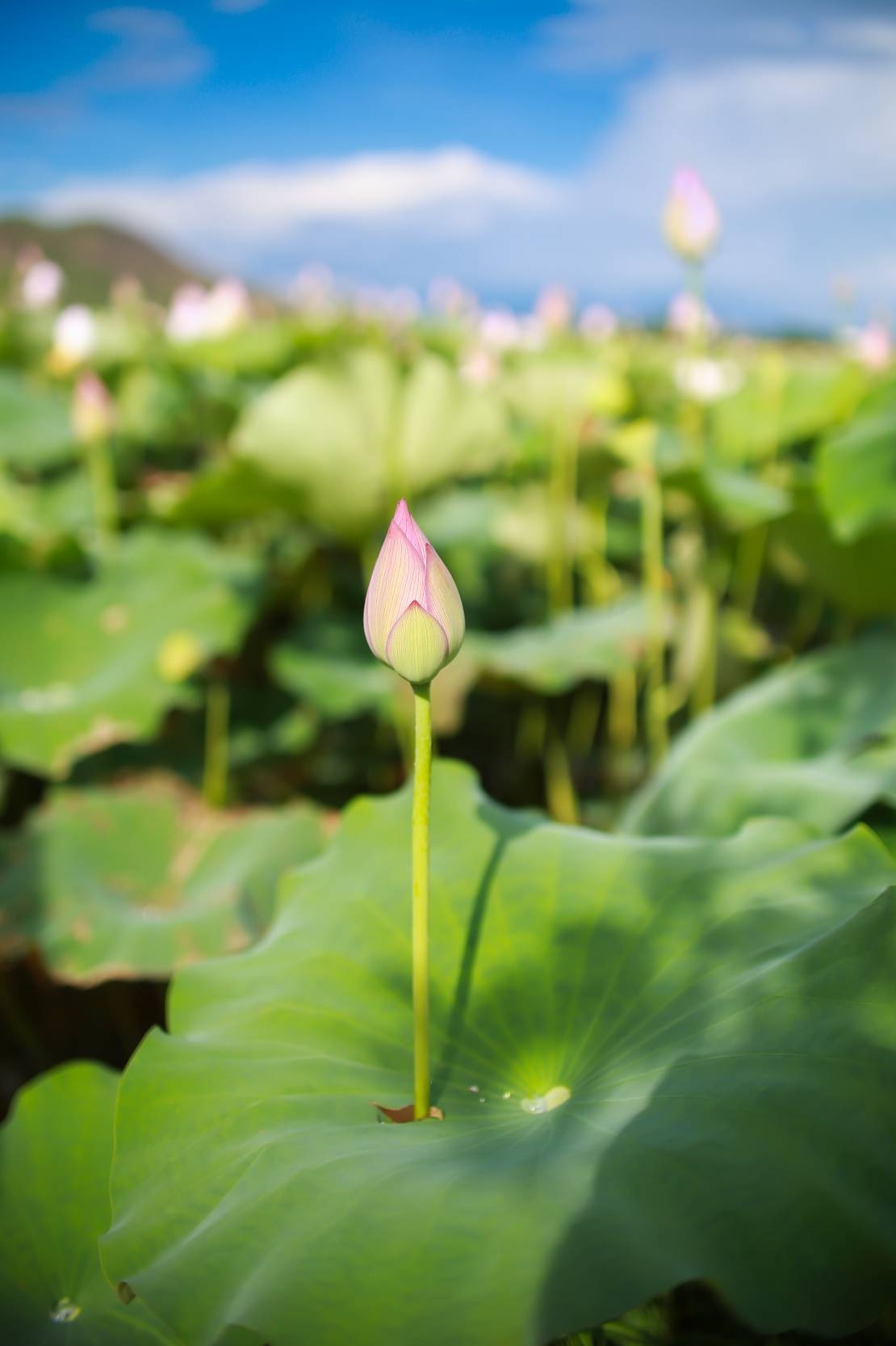 小荷尖尖穿荷叶