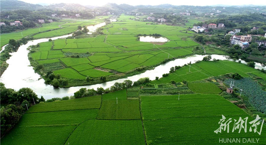 盛夏时节,湖南省衡阳县岘山镇鸭绿村千亩稻田生长正旺,7月19日下午,从