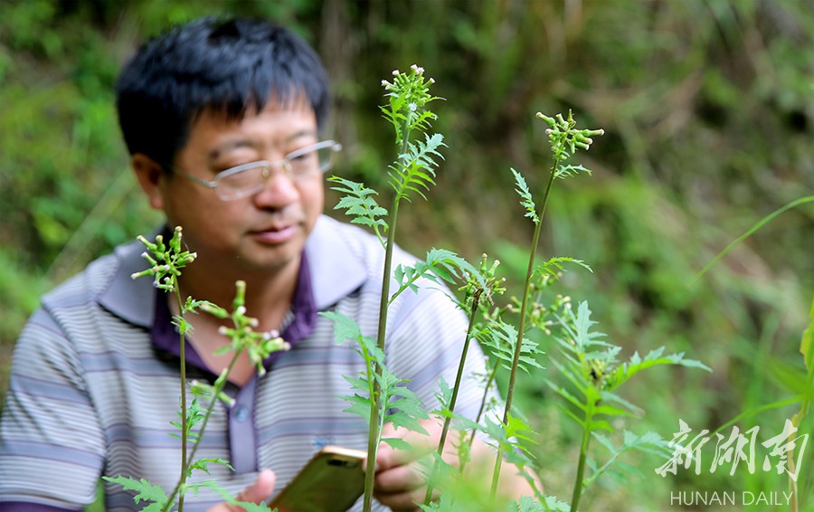 桂东首次发现植物——败酱叶菊芹