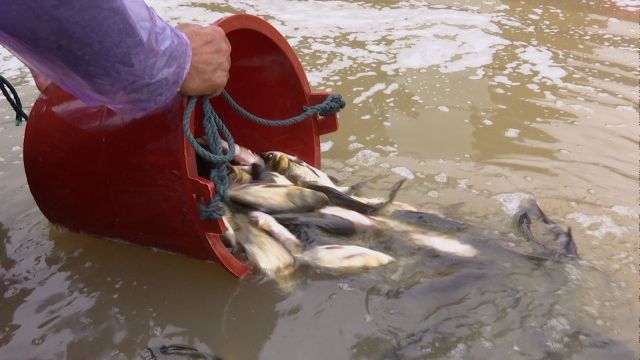 武陵区：1090万尾鱼苗投放沅江 维护水生生物多样性