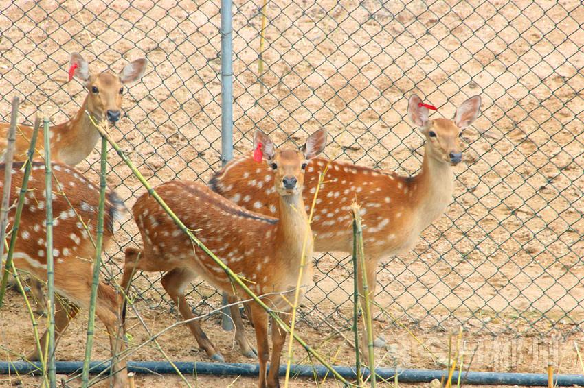打造郴州野生动物园 郴州鹿业小镇正式开业