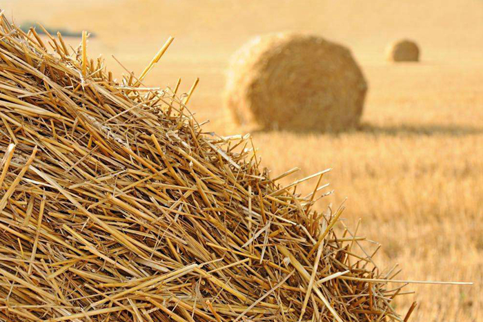 龚曙光:日子,慌乱仓惶得像一把疯长的稻草