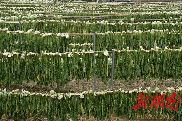 图为晾晒中干净整齐的大蔸菜 易子明 摄(资料图片)