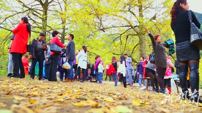 旅游|双牌百年古银杏树群果丰叶茂 将迎来最佳观赏年度