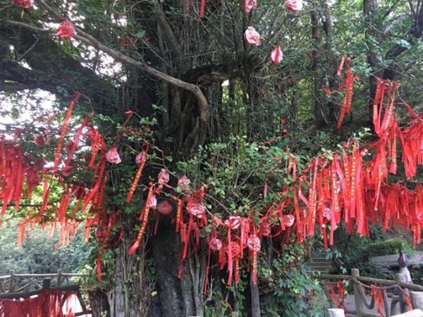 炎夏夜宿湖南新化大熊山:不期然间遇欣喜