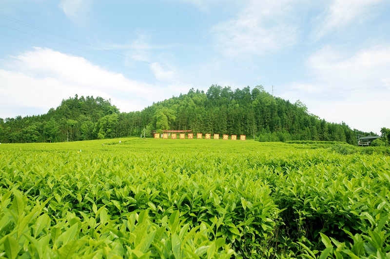 2018湖南茶叶"千亿产业十强企业"之湖南华莱生物科技有限公司:要做就