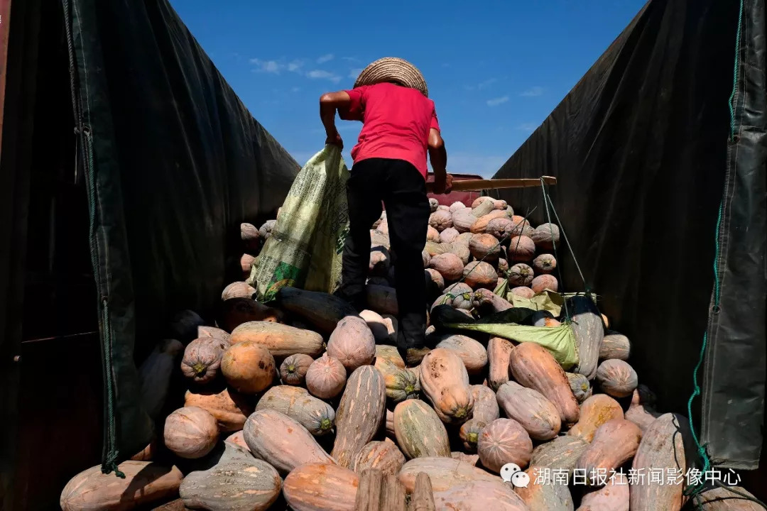 一担担一筐筐沉甸甸的南瓜,饱含着瓜农大哥的辛勤汗水.