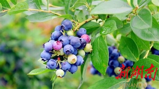 开慧故里水果香