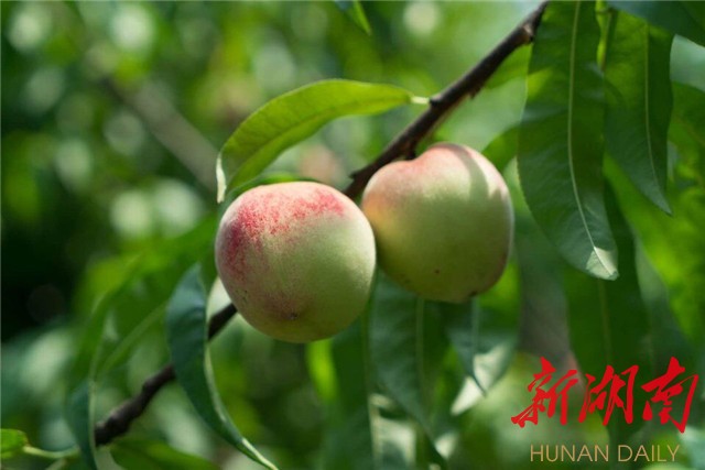 开慧故里水果香