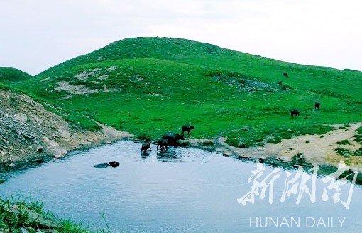 散文｜水塘栖息
