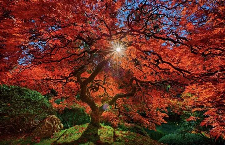 2018日本红叶狩 遇见最耀眼的秋日盛景