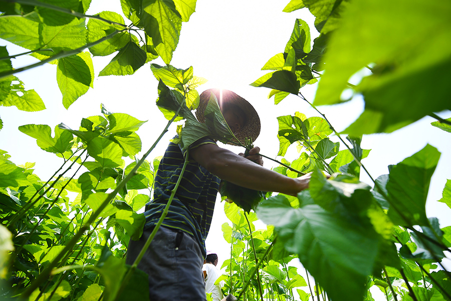 陈东日在桑园里采摘桑叶(8月21日摄).