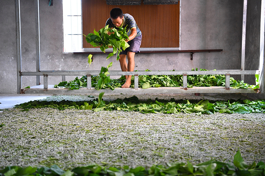 陈东日给小蚕喂食桑叶(8月21日摄).