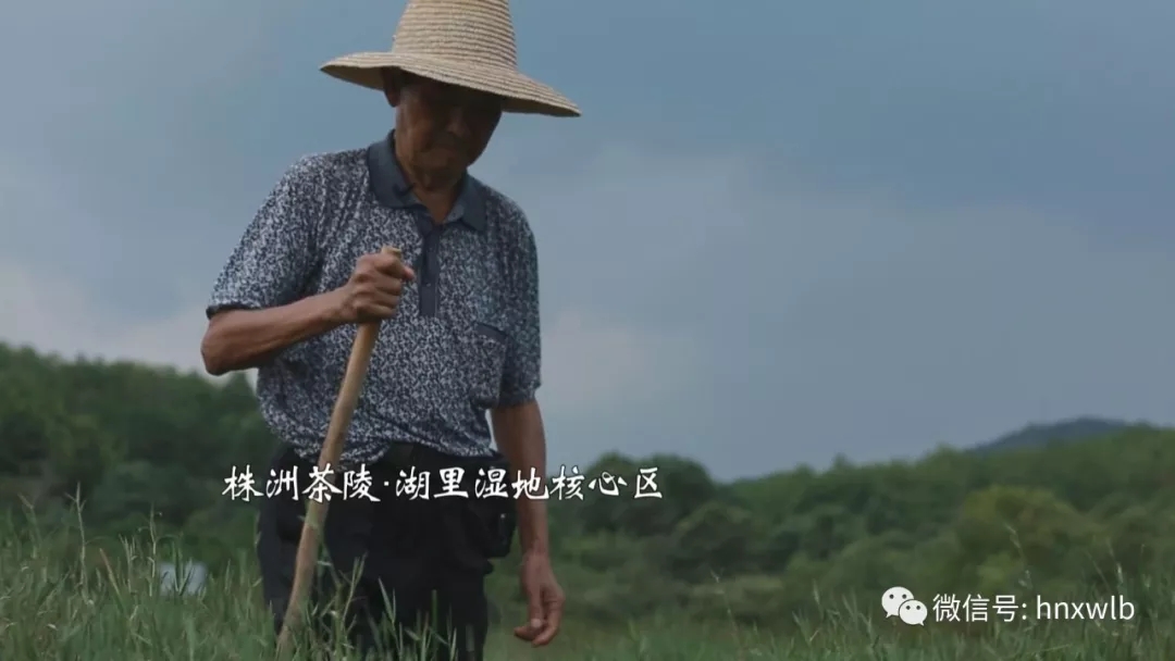 株洲茶陵:湖里湿地的守护者