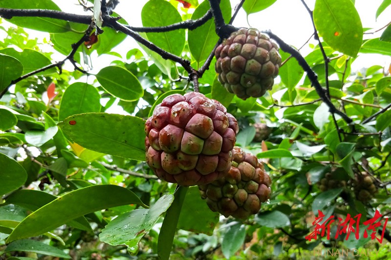 湖南日报·新湖南客户端通讯员 杨晓黎 李尚引种植的生态黑老虎个儿